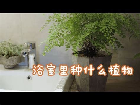 浴室盆栽風水|【浴室盆栽推薦】浴室不濕冷！用這8盆盆栽打造舒爽。